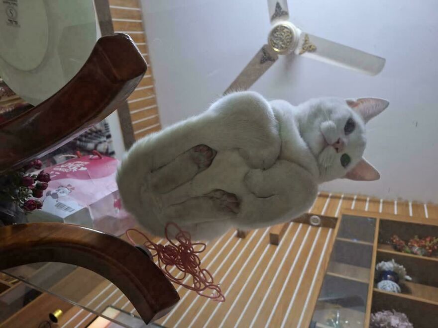 Cat lying on glass table, showcasing unique view from below.