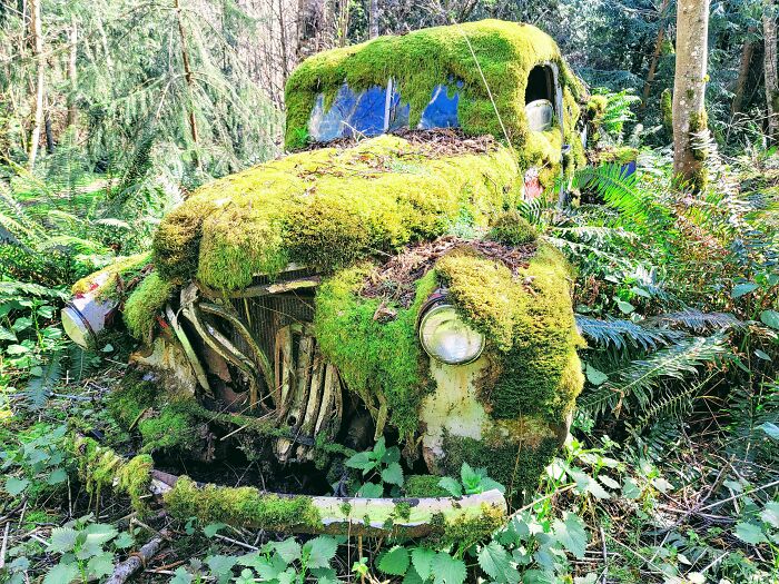 Moss-covered abandoned car in a forest, illustrating nature reclaiming civilization.