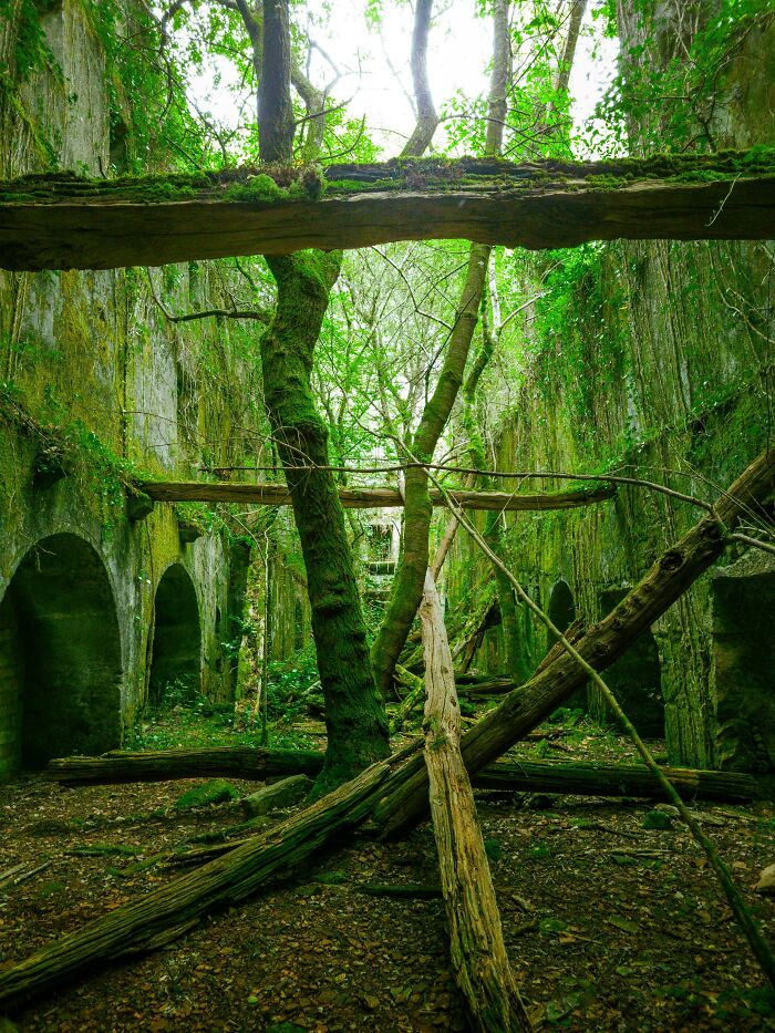 Nature reclaiming civilization: trees and greenery overtaking a decaying stone structure.