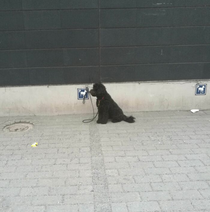 Dog tied to a designated spot on a leash, showcasing cities' genius solutions for convenient pet parking.