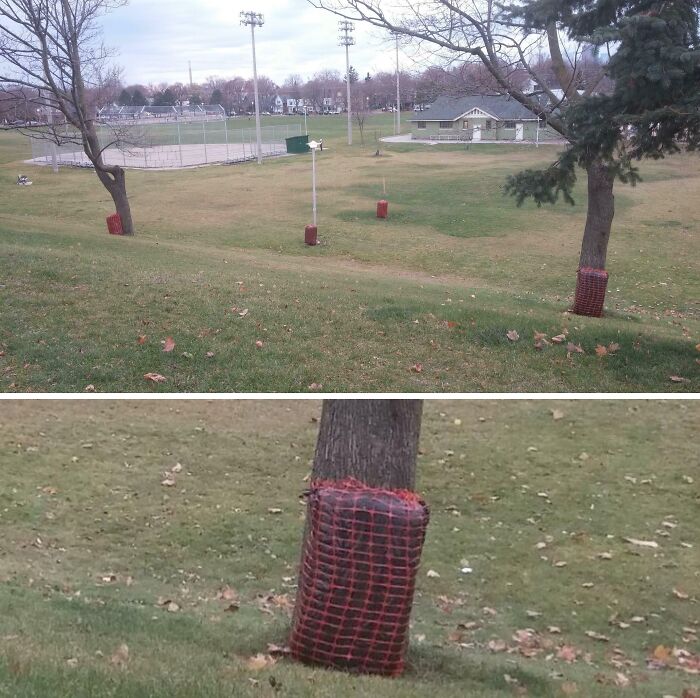 Trees wrapped in red netting as part of cities-genius-solutions for protection in a park area.