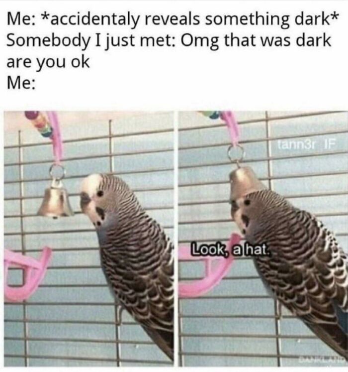 Parrot humorously wears a bell as a hat in an existential meme.