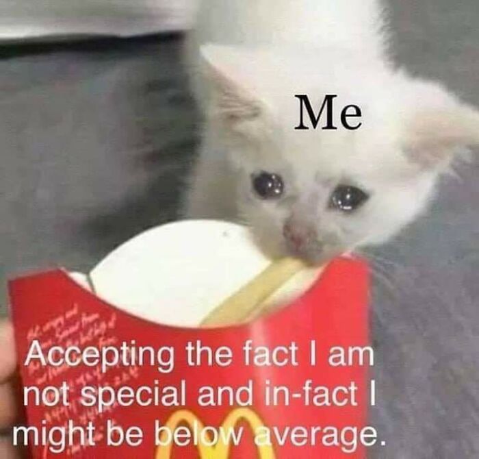 A kitten looking sad with a fry, illustrating existential memes and self-reflection humor.