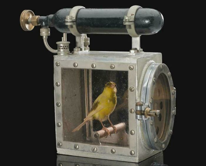 A yellow canary inside an antique gas detection device, showcasing something interesting and unique.