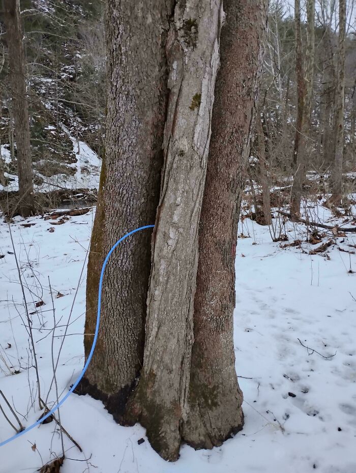 Tree with an embedded plastic hose in a snowy forest, showing something interesting.