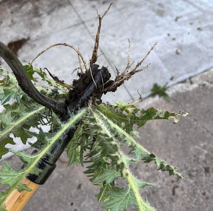 Gardening tool removing a weed, showcasing a genius Amazon find for solving gardening problems.