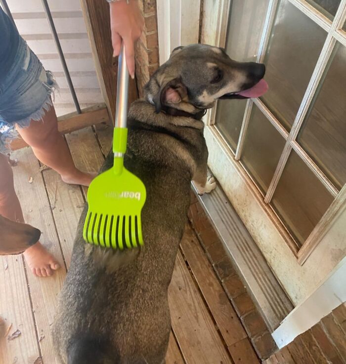 Genius Amazon find: a green pet grooming tool used on a large dog on a wooden porch.