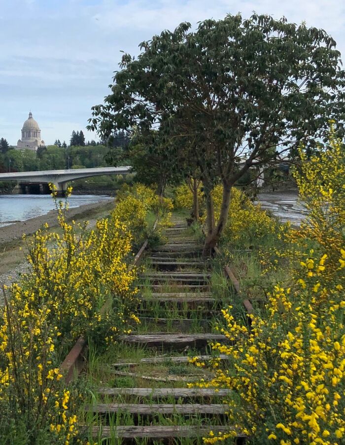 Nature reclaiming civilization: overgrown railway with yellow flowers and a distant building.
