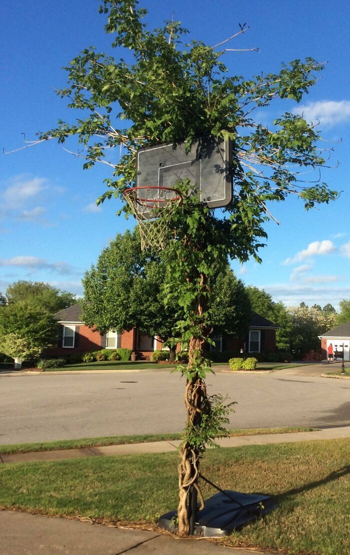 Tree growing through a basketball hoop symbolizes nature reclaiming civilization in a suburban neighborhood.