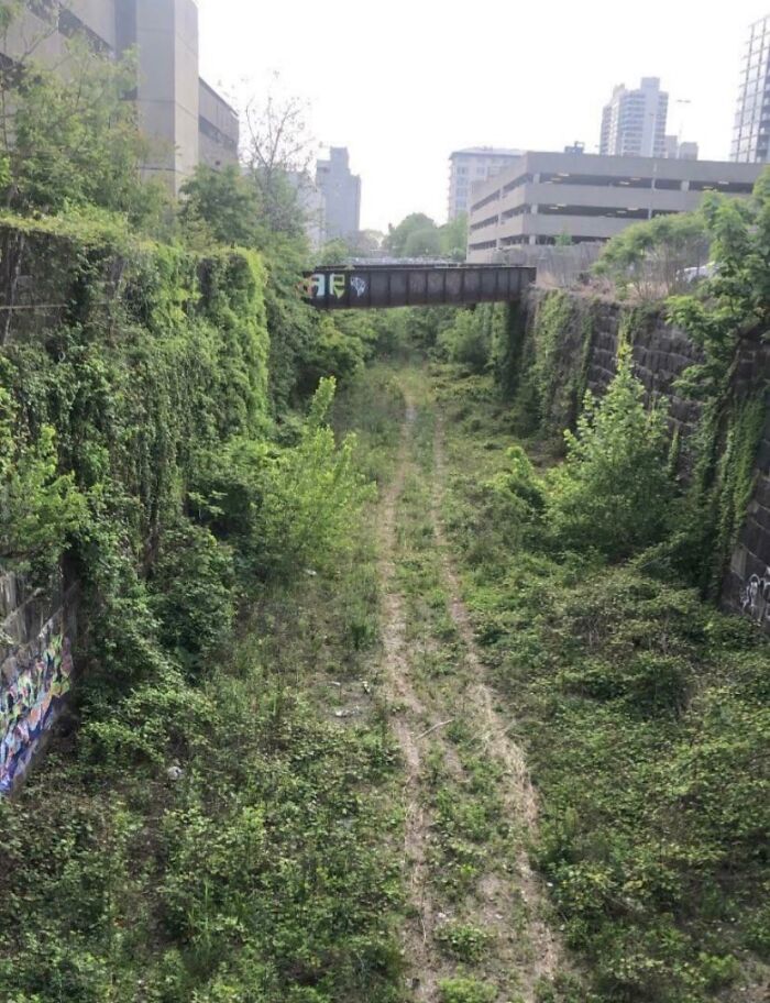 Urban area overgrown with vegetation, showcasing nature reclaiming civilization.