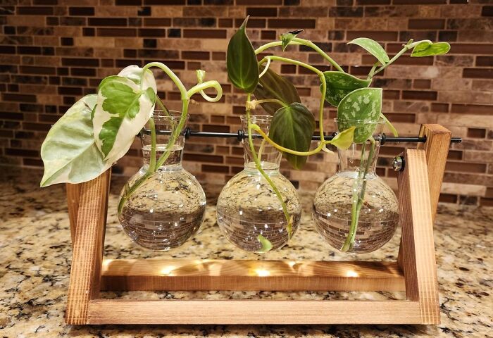 Three glass vases with green plants on a wooden stand on a kitchen counter, bringing inexplicable joy.