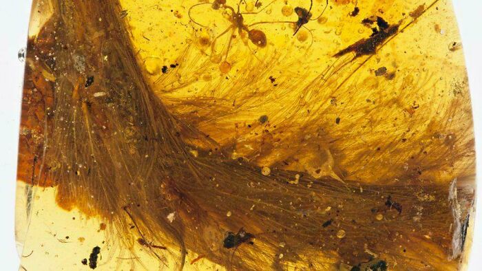 Close-up of ancient insect and organic matter preserved in amber, showcasing strange Earth natural phenomena.