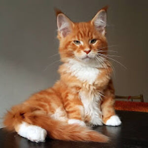 dvornik_oleksandra avatar