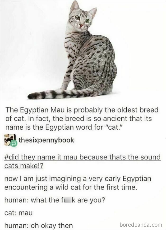 Egyptian Mau cat with humorous text about its name origin.