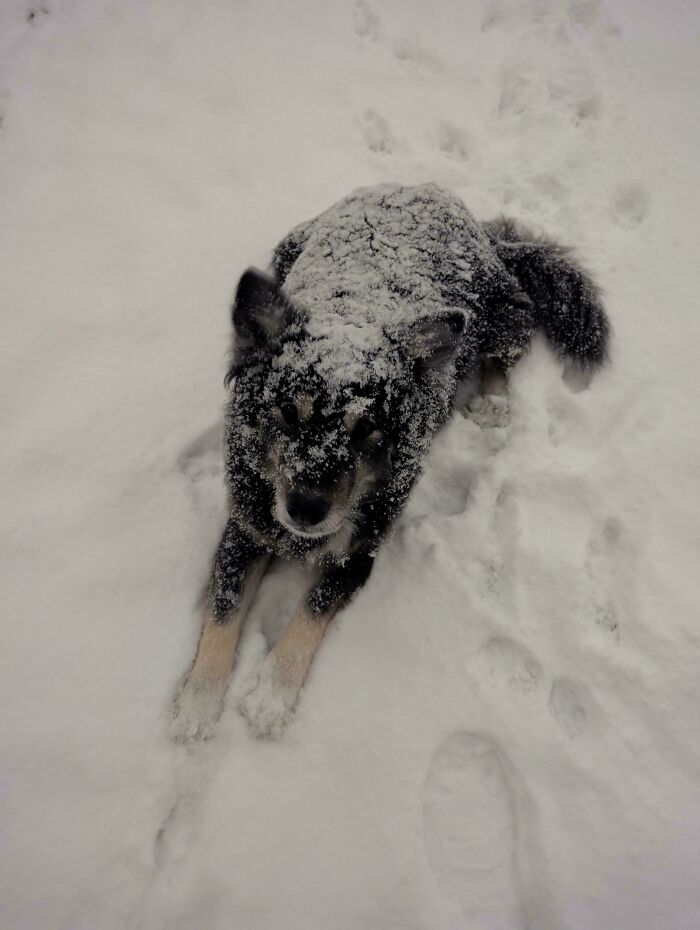 Dog covered in snow playing outside, showcasing its charming shenanigans.
