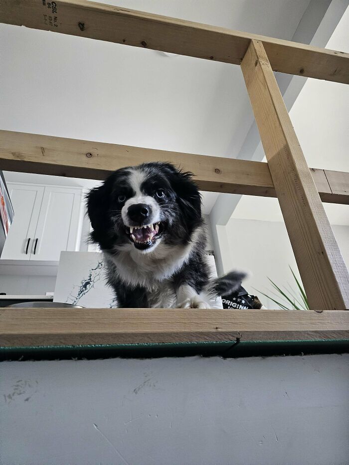 Dog peering through wooden railing, appearing playful and mischievous in a kitchen setting.