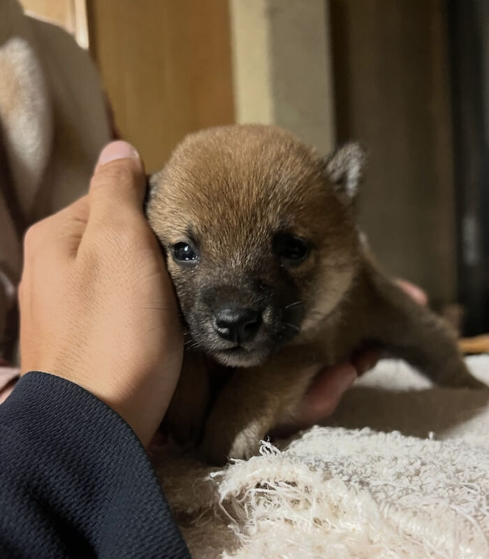 This Man Adopted A Shiba Inu Puppy On His Journey Across Japan&mdash;and Their Story Might Melt Your Heart