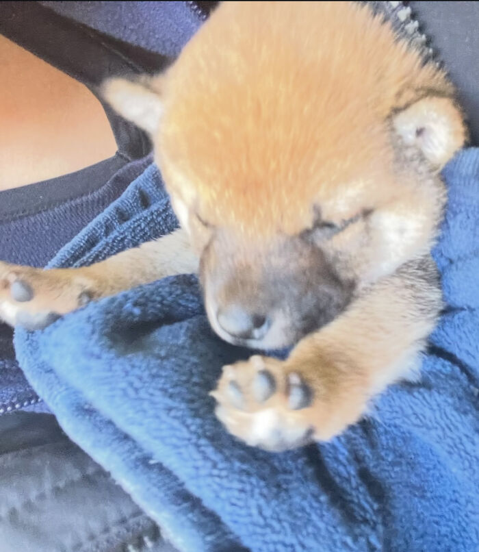 This Man Adopted A Shiba Inu Puppy On His Journey Across Japan&mdash;and Their Story Might Melt Your Heart