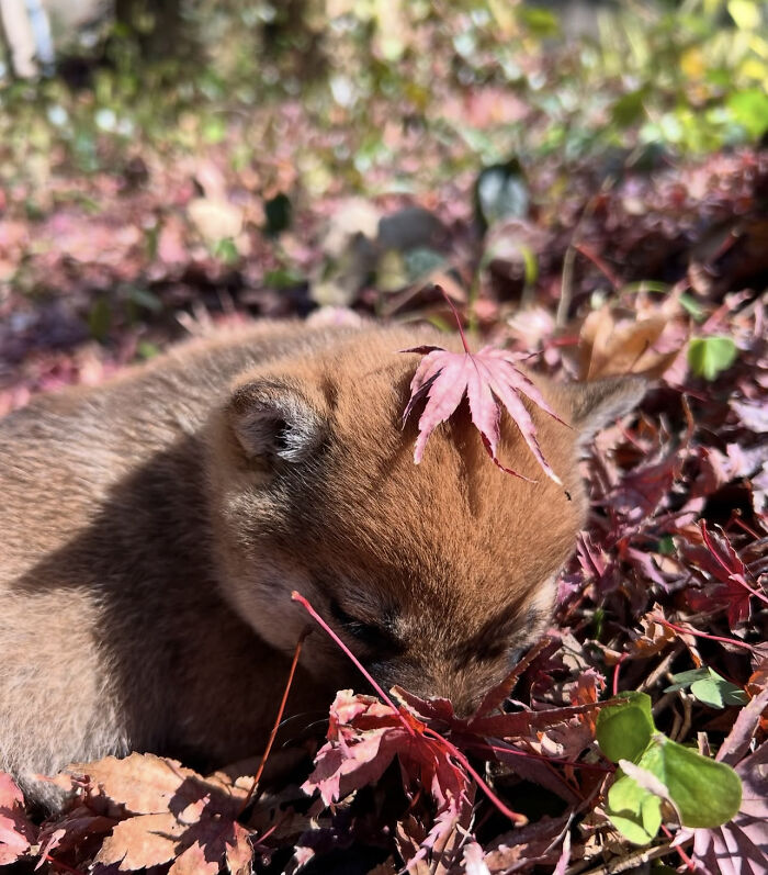 This Man Adopted A Shiba Inu Puppy On His Journey Across Japan&mdash;and Their Story Might Melt Your Heart