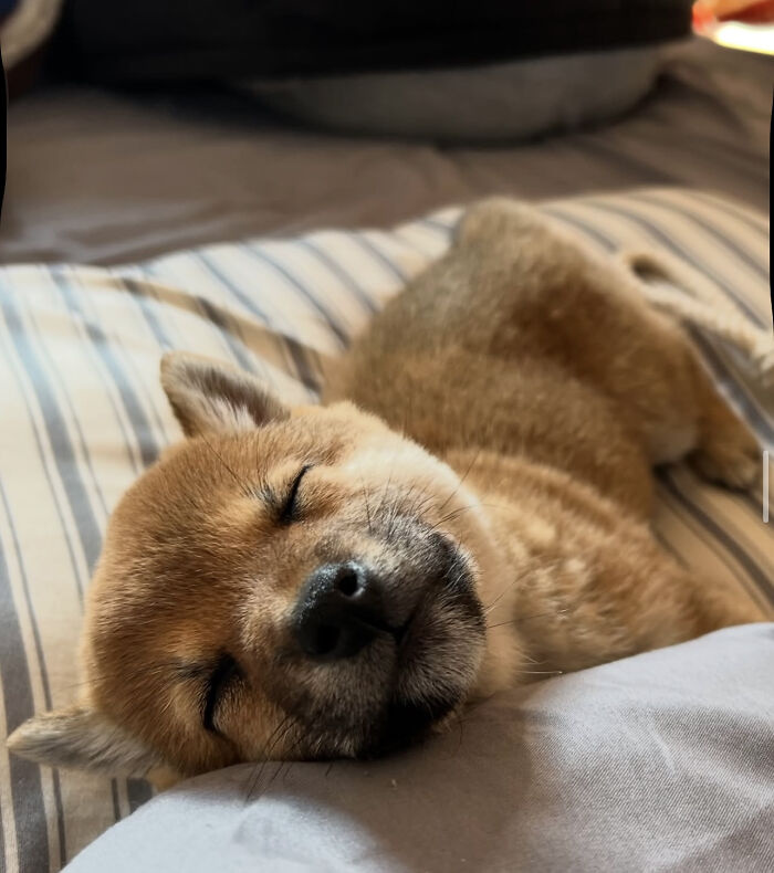 This Man Adopted A Shiba Inu Puppy On His Journey Across Japan&mdash;and Their Story Might Melt Your Heart