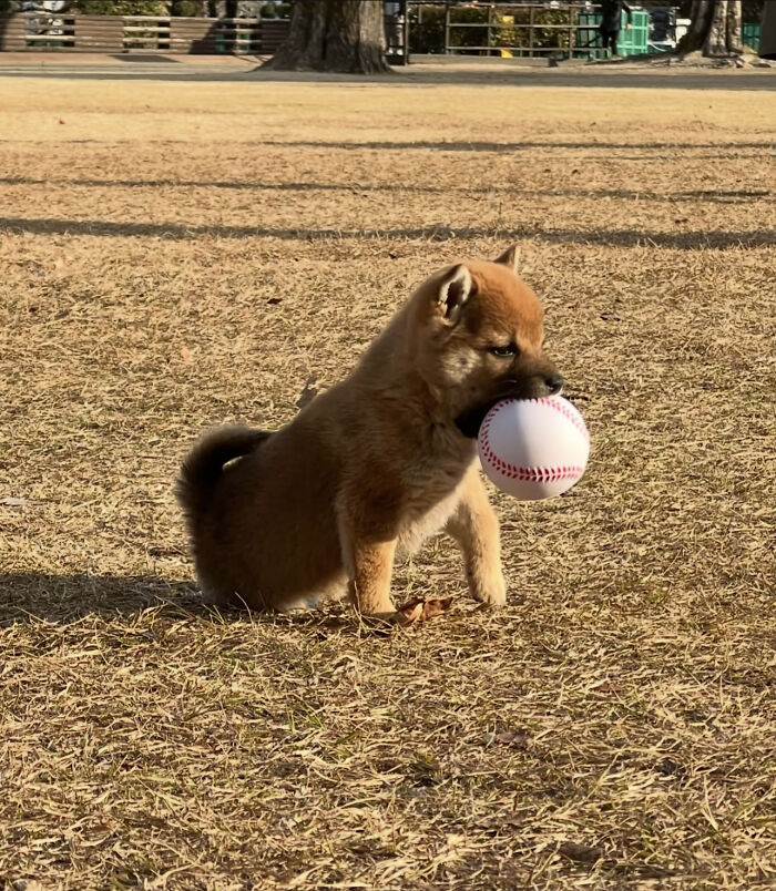 This Man Adopted A Shiba Inu Puppy On His Journey Across Japan&mdash;and Their Story Might Melt Your Heart