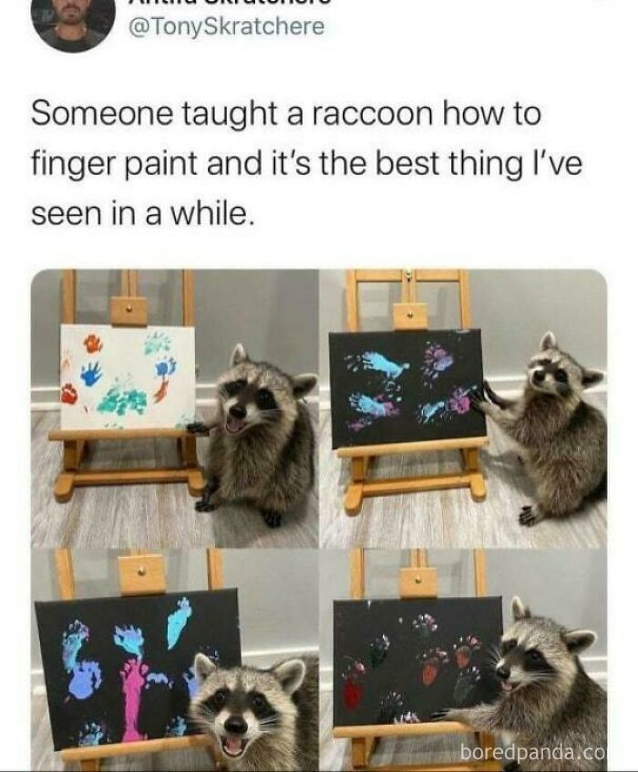 Raccoon creating finger paintings on small easels, showcasing random and humorous colorful art pieces.