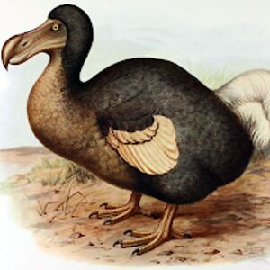 extinctanimal avatar