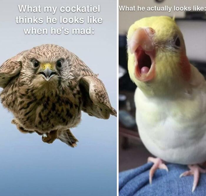 Two birds compared: fierce hawk versus a squawking cockatiel, showcasing the humor in birds being jerks.