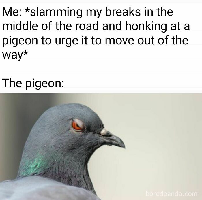 Pigeon with a defiant look, embodying the humor of birds being total jerks.