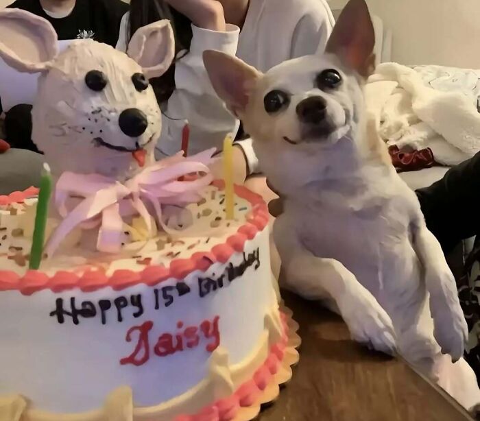 A Chihuahua posing with a birthday cake featuring its likeness, surrounded by people in a cozy setting.
