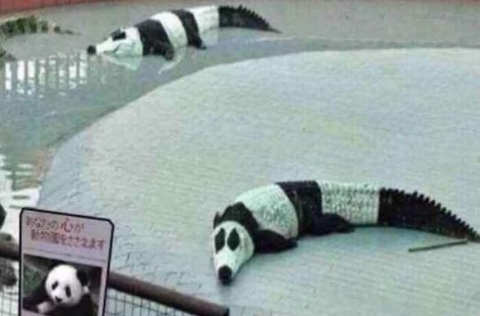 A panda-themed crocodile sculpture, showcasing one of the hardest animals, on display in a zoo exhibit.