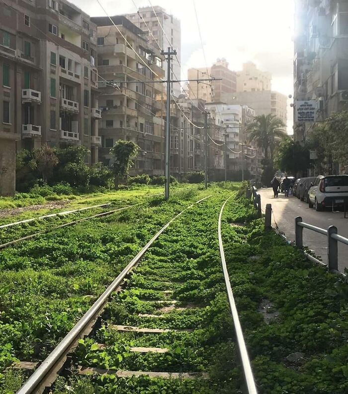 Overgrown plants reclaiming urban railway, illustrating nature reclaiming civilization amidst city buildings.