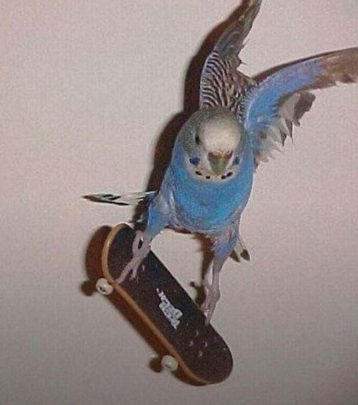 A bird performing a trick on a mini skateboard, showcasing playful and unexpected behavior.