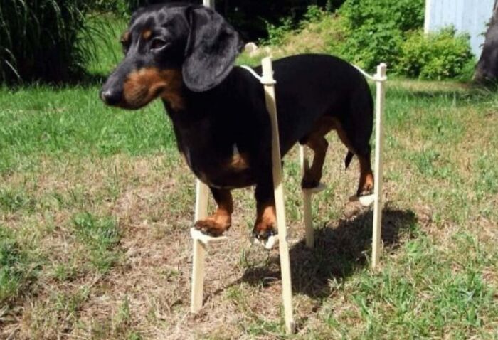 A dachshund humorously standing on stilts in a grassy backyard setting.