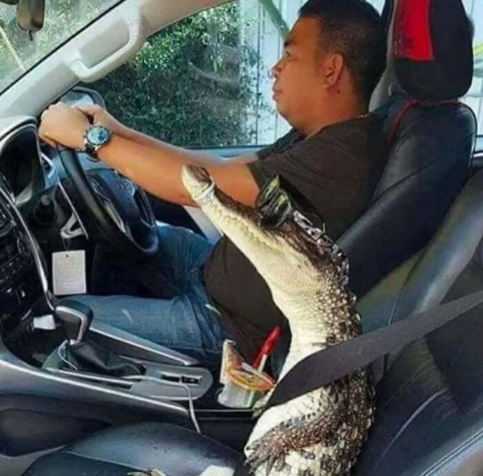 A crocodile wearing sunglasses is seatbelted in a car's passenger seat, emphasizing it as one of the hardest animals.