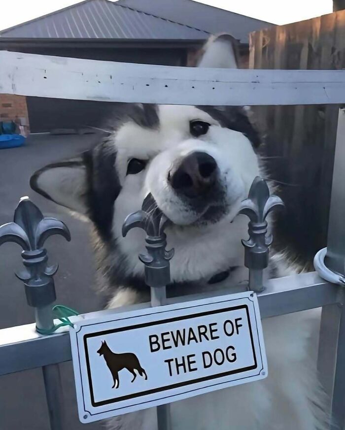 Dog behind gate with "Beware of the Dog" sign, representing one of the hardest animals.