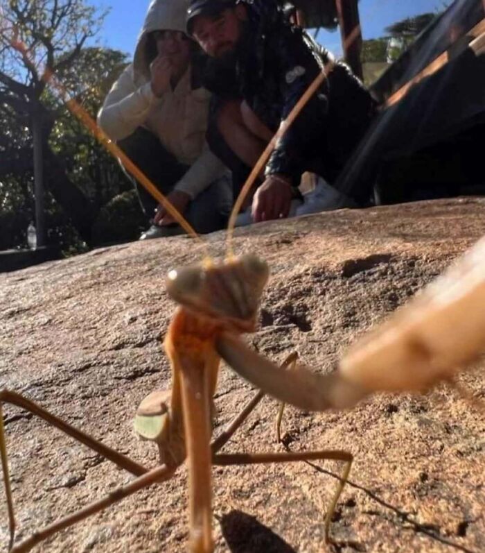 Praying mantis on rock with two people in background, illustrating one of the hardest animals in nature.