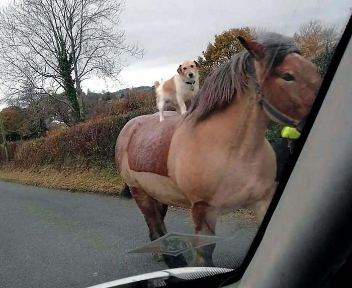 A dog riding on a horse beside a road, showcasing animals you don’t want to mess with.
