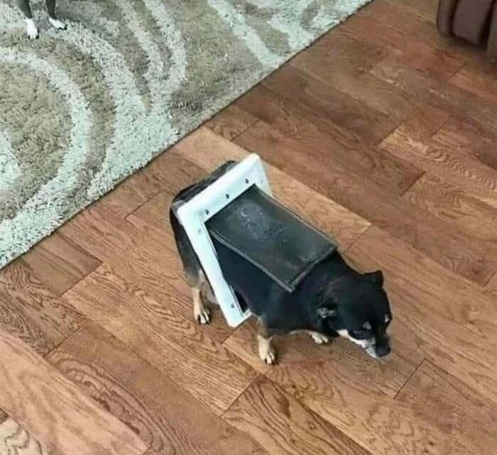 A small dog with a broken cat door around its body standing on a wooden floor.