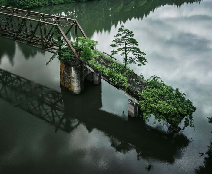 Nature reclaiming civilization: overgrown plants on an abandoned bridge above water.