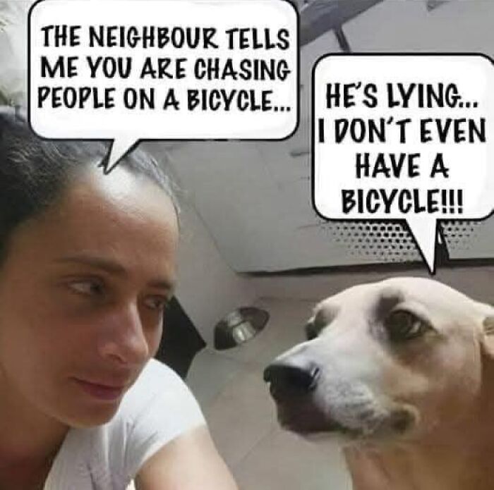 Woman and dog sharing a humorous exchange about bicycles, showcasing dad's humor.