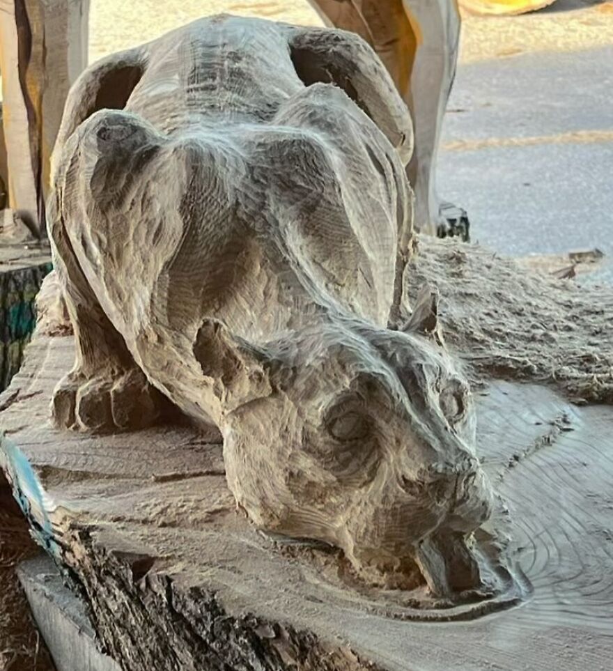 Chainsaw artist creates an intricate sculpture of a crouching animal from a log.