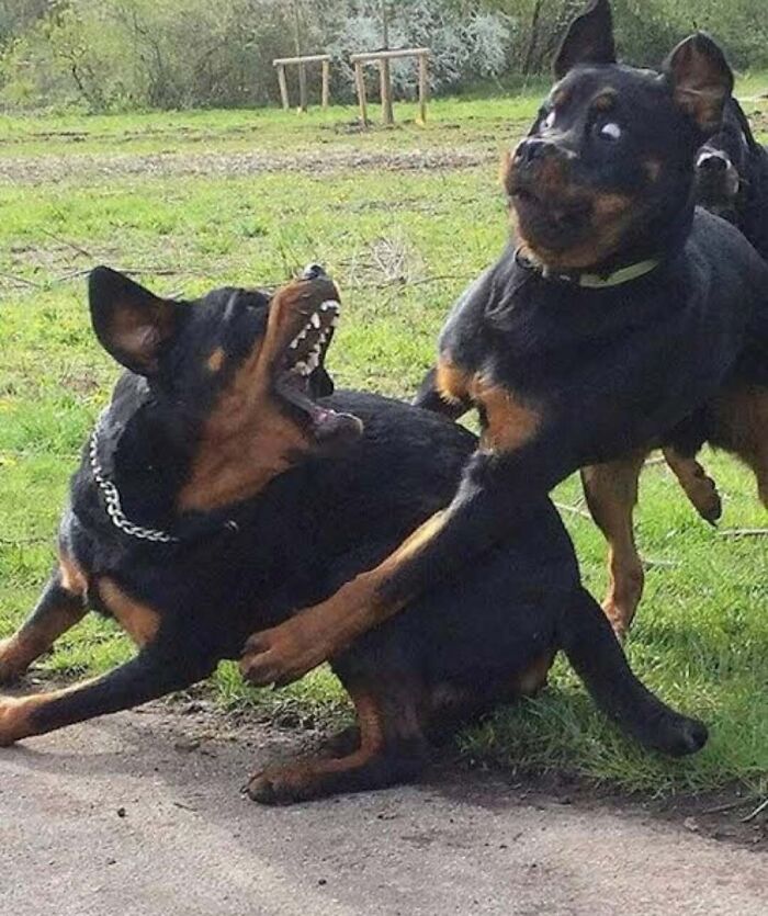 Two Rottweilers playfully interacting on grass, showcasing their strength and alertness.
