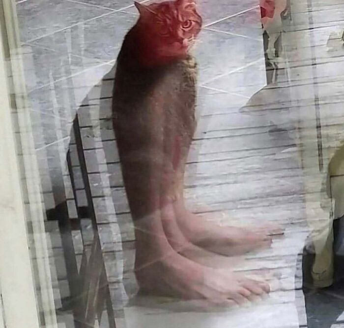 Optical illusion of a cat with human feet reflected on a tiled floor. Hardest animals might include such amusing curiosities.