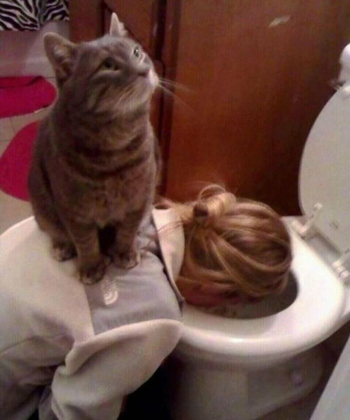 Gray cat sitting on a person leaning over a toilet, showcasing animals not to mess with.