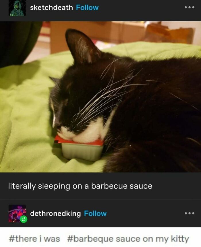 A black-and-white cat sleeping on a barbecue sauce container, highlighting the funny side of Tumblr.
