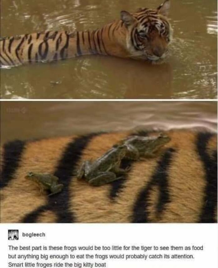 Tiger in water with frogs on its back, highlighting the funny side of Tumblr posts.