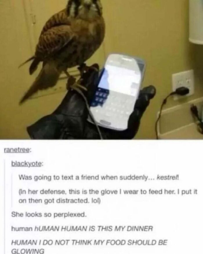 Kestrel perched on glove holding a phone, with humorous Tumblr text about the bird's confusion.