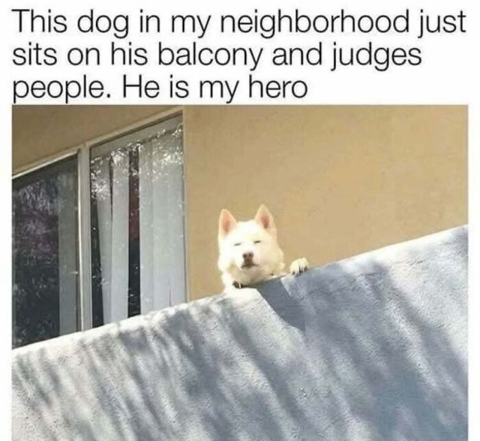 Dog sitting on a balcony, humorously judging people, embodying the funny side of Tumblr.