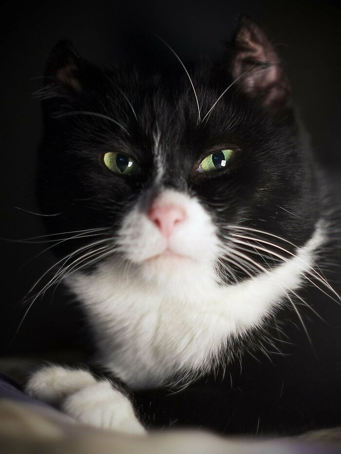 Tuxedo cat with striking green eyes looking sophisticated and playful.